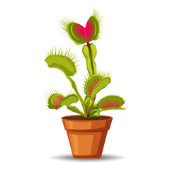 Venus flytrap is a carnivorous plant that captures insects with its hinged leaves and digestive enzymes, using them as a source of nutrients.