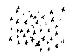 flock of dove birds 