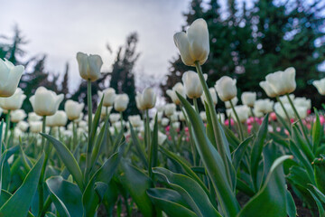 Fototapeta premium Tulip in a flower bed, white flowers against the sky and trees, spring flowers.