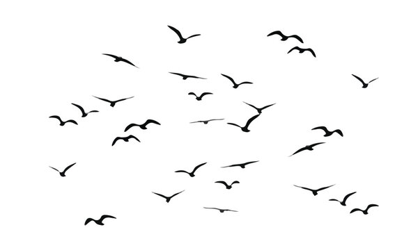 migrating birds black minimalist design

