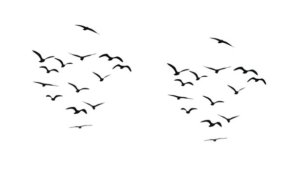 Flock of bird black and white. Group of bird