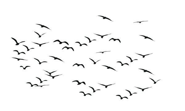 freedom symbol flying bird art