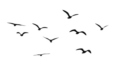 Flock of bird black and white