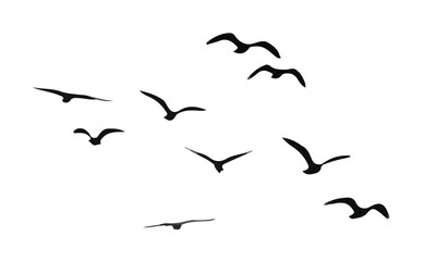 flock of birds, black and white. 