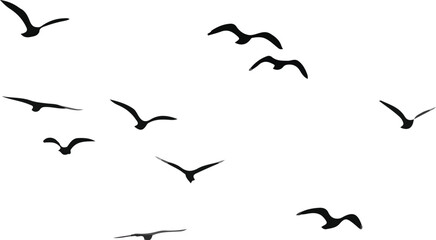 flying illustration birds black and white. vector