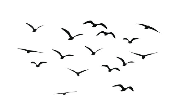 flock of birds isolated. Black and white