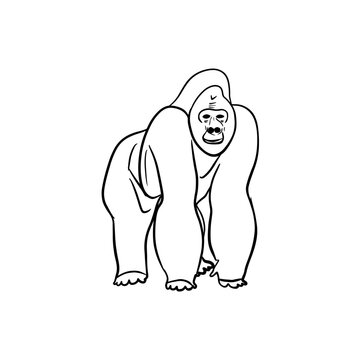 Vector sketch hand drawn gorilla silhouette, line art
