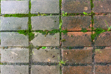 Green moss growing on the old brick wall. Abstract background for design.