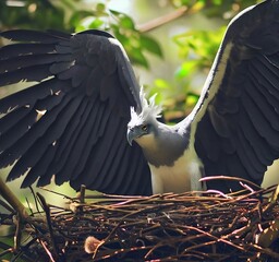 Fototapeta premium Harpy Eagle