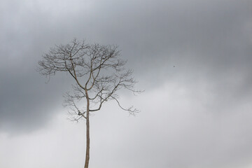 Dead trees against the backdrop of a dark sky.