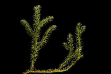 Stag's-Horn Clubmoss (Lycopodium clavatum). Habit