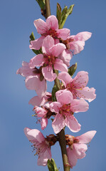 Blooming peach tree in spring