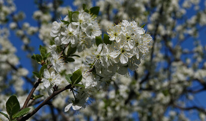 Cherry fruit tree blossom