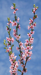 Blooming peach tree in spring