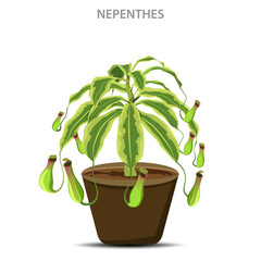 Nepenthes, also known as tropical pitcher plants, are carnivorous plants with specialized leaves that trap and digest insects for nutrition.