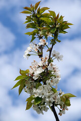Cherry fruit tree flowering