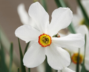 Flower Narcissus poetic close-up