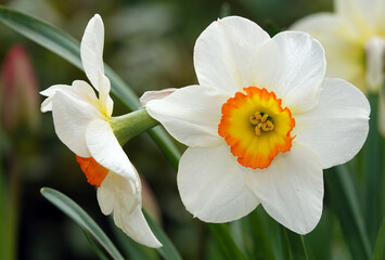 Flower Narcissus poetic close-up