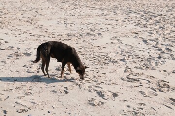Black thai dog looking for food on the white sand at the beach.