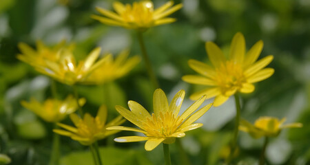 Flowers Chistyak spring grows in the field