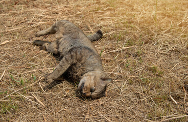 Closeup of dead cat lying on grass, animal, the death of stray animals.