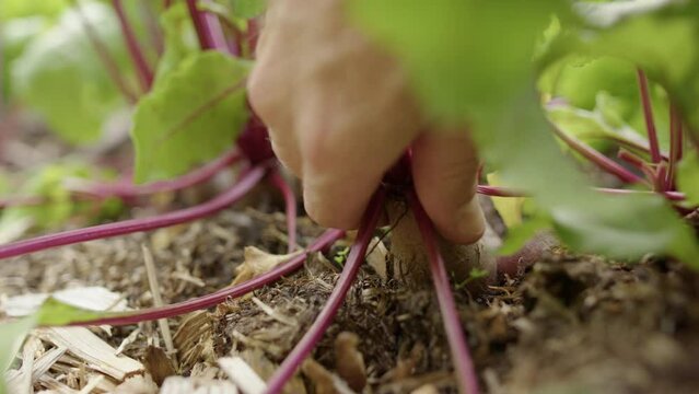 Cinematic slomo shot of red beet being plucked from fertile garden soil