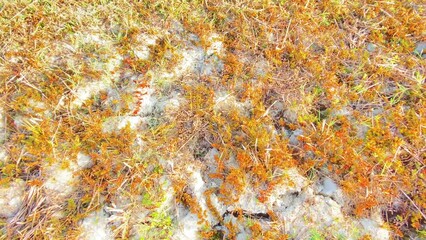 Dried crops on infertile soil after a drought