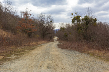 Obraz premium Spring period, forest park awakening in nature, walking and traveling on a sunny day.