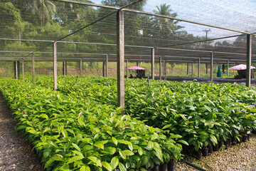 Robusta coffee seedlings. Seedlings of coffee plants in a nursery