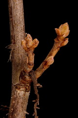 Black Currant (Ribes nigrum). Brachyblast Closeup