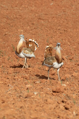 Great bustard males in the rutting season in an unseeded field of cereals in spring in Central Spain