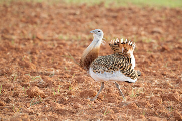 Great bustard male at the first light of day in a cereal steppe in central Spain during the mating season in spring