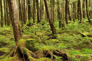 Moss covered trees in green forest.