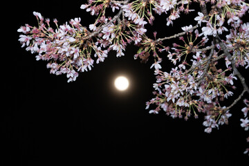 桜から月を眺めて
