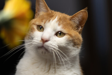 花を見つめる猫　茶トラ白