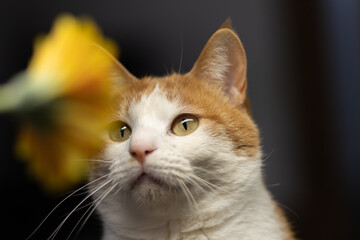 花を見つめる猫　茶トラ白