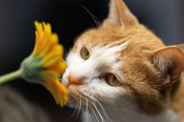 花を見つめる猫　茶トラ白