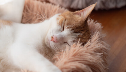 眠っている猫　茶トラ白