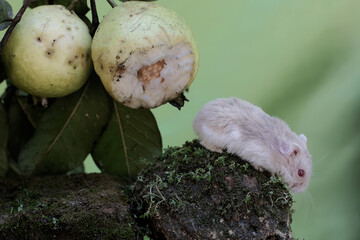 A Campbell dwarf hamster eating a ripe guava fruit on a tree. This rodent has the scientific name...