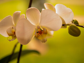 Naklejka na ściany i meble yellow orchid flower