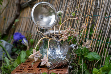 Obraz premium petite théière posée dans un jardin servant de cache pot à une plante grasse