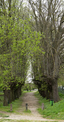 chemin passant entre les arbres