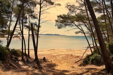 panorama of pine trees and the Mediterranean Sea in the south of France