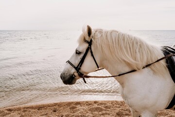 The head of a white horse on the background of the sea