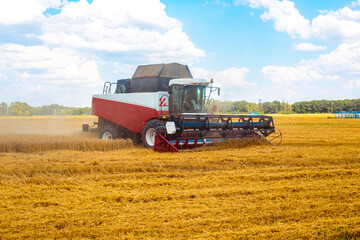 Harvester rides through the field and collects ripe wheat on a sunny autumn day. Food, valuable...