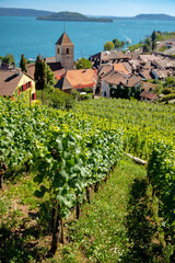 Fototapeta na wymiar Switzerland landscape travel- vineyard terraces at lake geneva- Lavaux