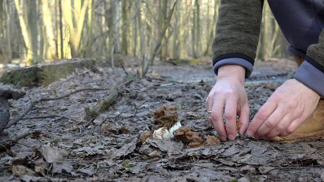 Collecting conditionally edible False Morels (Gyromitra gigas) in a spring forest.