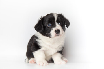 Welsh Corgi Cardigan fluffy cute black and white dog puppy. funny happy animals on white background with copy space.