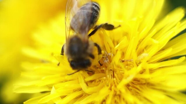 A bee collects pollen on a bright yellow dandelion flower on a sunny day in spring