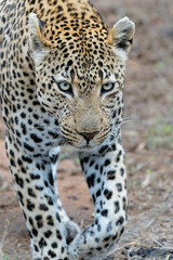 Obraz na płótnie Canvas Leopard portrait of a big male in Sabi Sands Game Reserve in the greater Kruger Region in South Africa